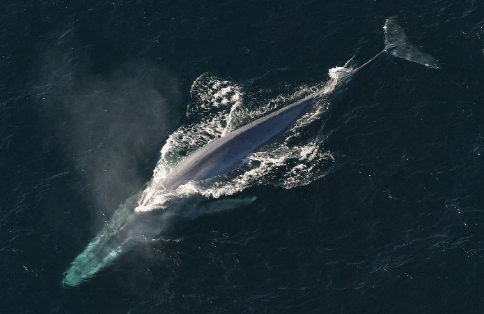 baleia-azul um animal colossal do planeta