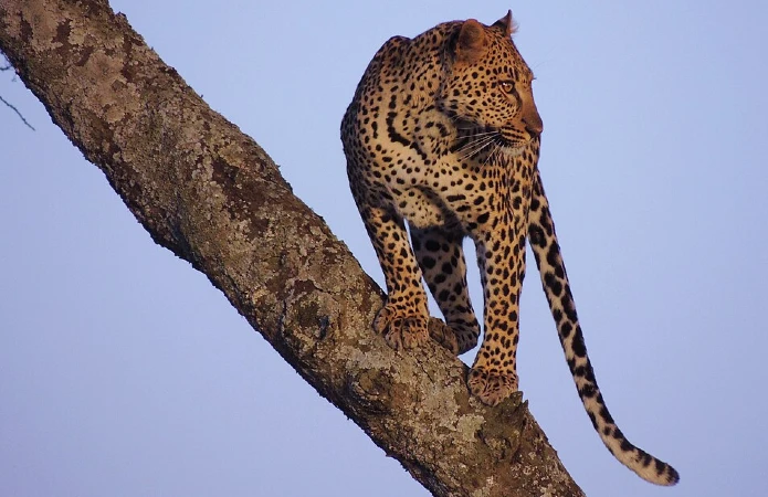 Cauda do Leopardo