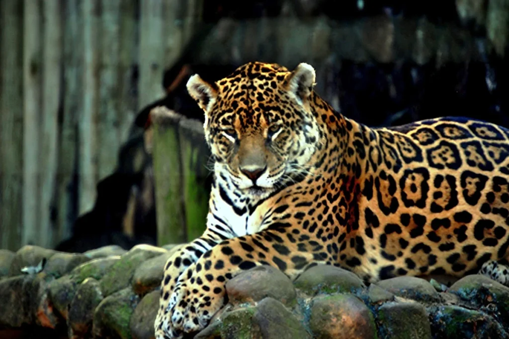 Onça pintada