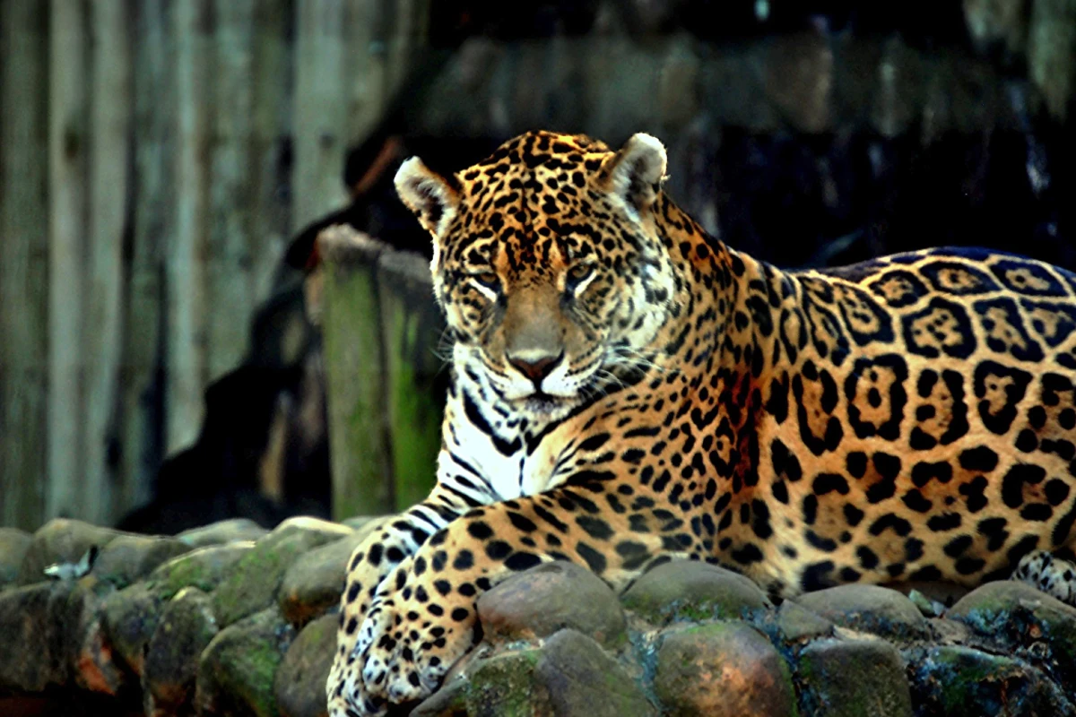 Qual a diferença entre onça-pintada e leopardo? Entenda de uma vez por todas