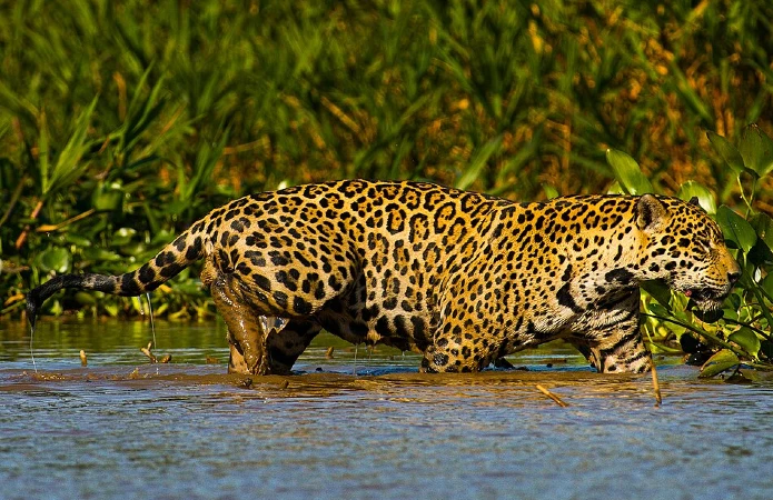 Onça-pintada na água