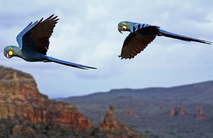 Arara Azul de lear 