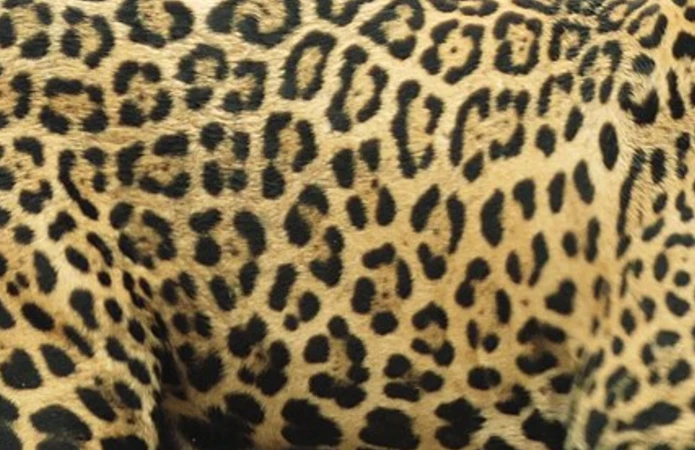 Onça pintada