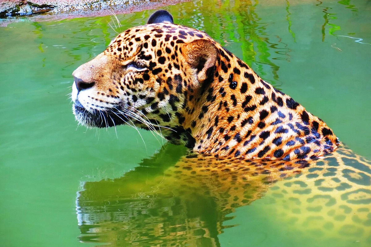 Turismo selvagem: conheça as diferenças entre a onça-pintada e o leopardo