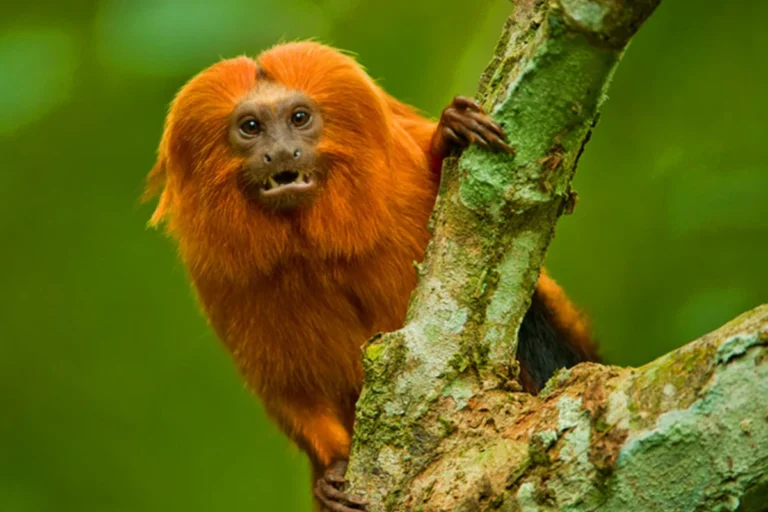 Mico-leão-dourado na floresta