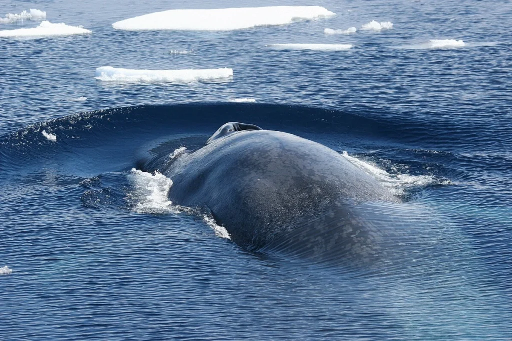 Baleia Azul