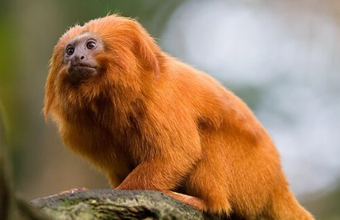 Animais em extinção