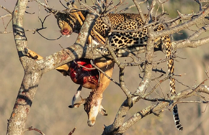 Leopardo com presa