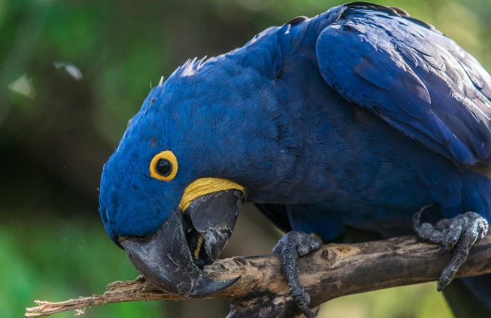 Arara azul Grande