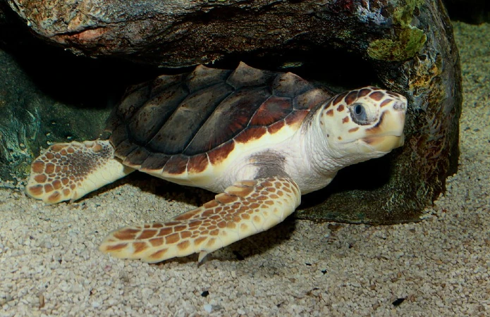 Tartaruga