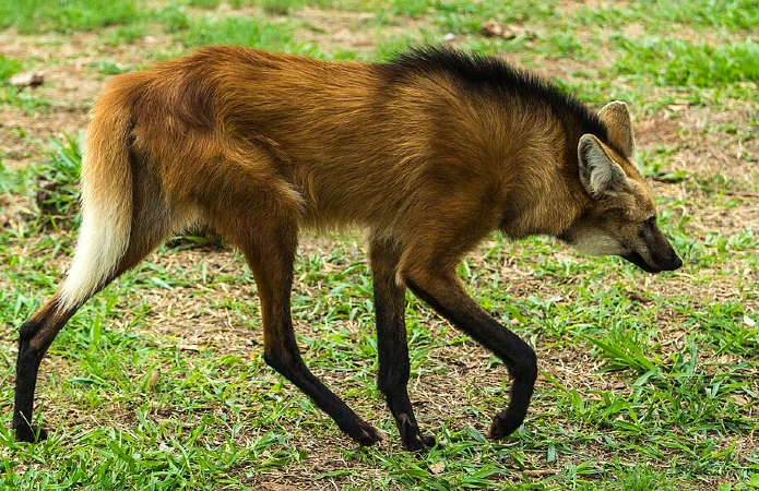 Animais do cerradoLobo Guará