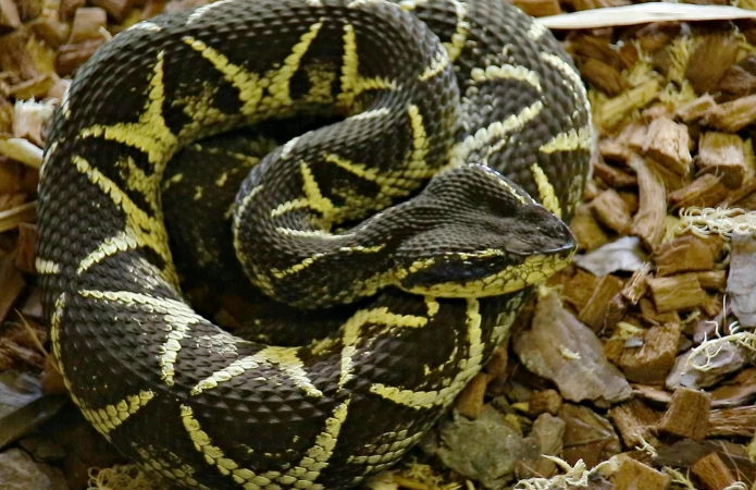 Jararacuçu