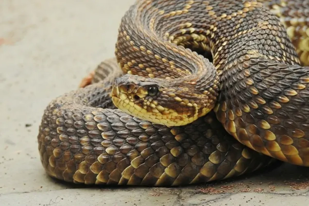 As 5 serpentes peçonhentas do Brasil mais temidas por aventureiros