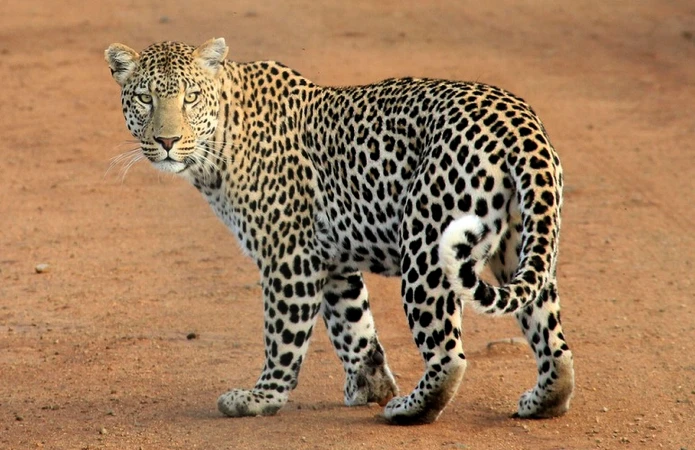 diferenças entre a onça-pintada e o leopardo