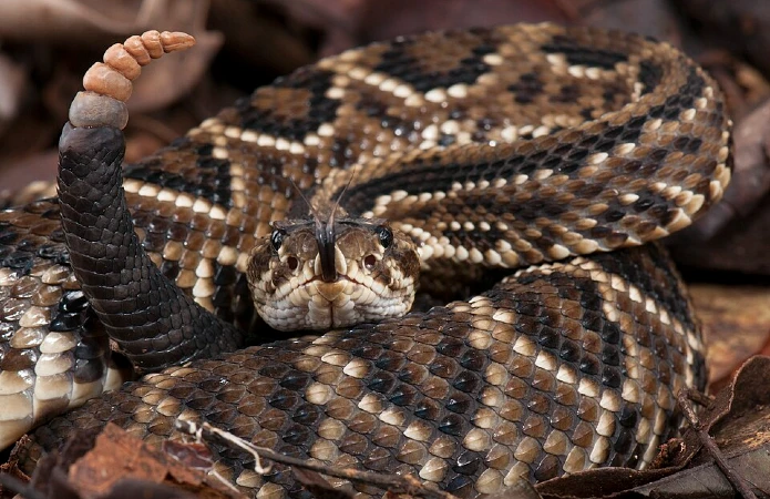 Cobra cascavel serpente do brasil