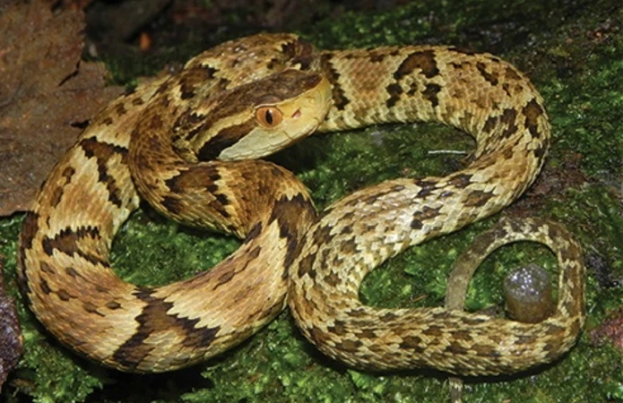 Jararaca 