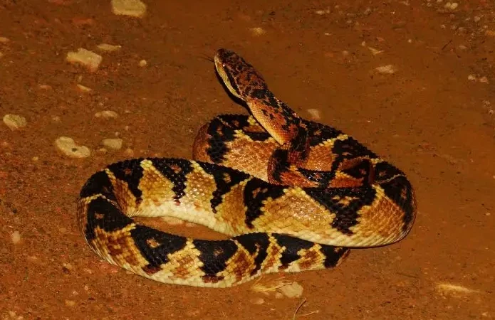 Surucucu pico de jaca