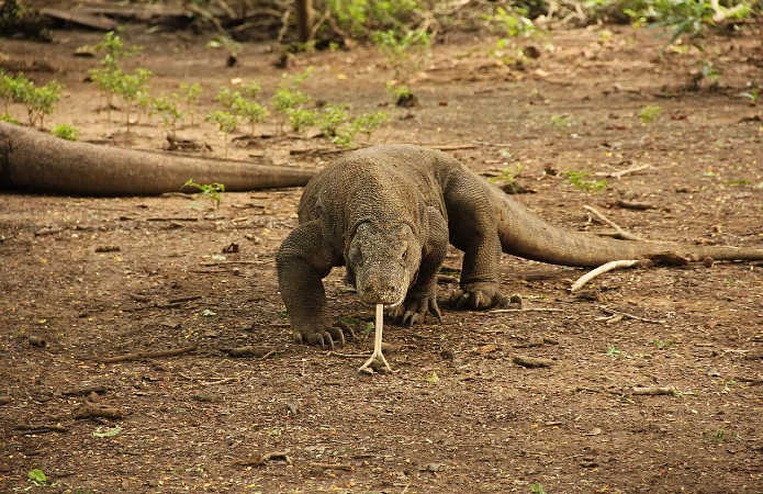 Dragão de Komodo