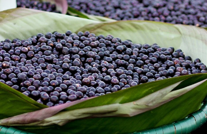 o açaí nasce em cachos nas palmeiras de áreas de várzea. É um dos frutos mais presentes na alimentação e na cultura das comunidades amazônicas