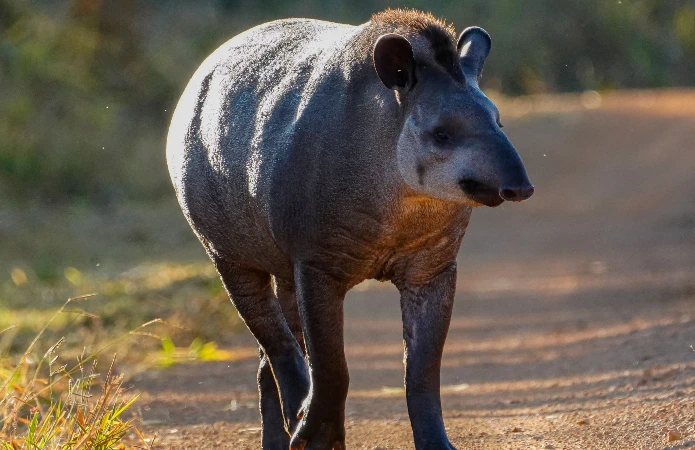 Anta, maior animal da fauna brasileira.