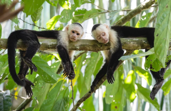 Macacos capuchinho na Costa Rica
