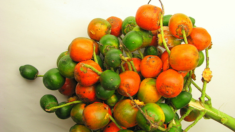 a pupunha na gastronomia amazônica. Junto com outras frutas nativas da Amazônia