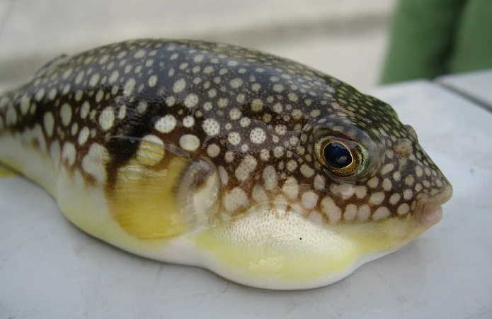 Fugu
