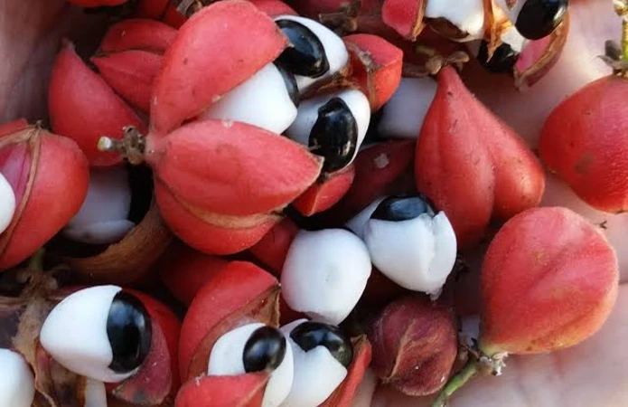 o guaraná é nativo da Amazônia e tem uma relação histórica com a região de Maués, no Amazonas