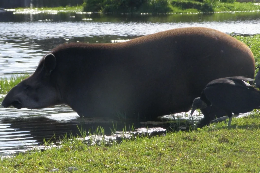 Anta maior animal da fauna brasileira