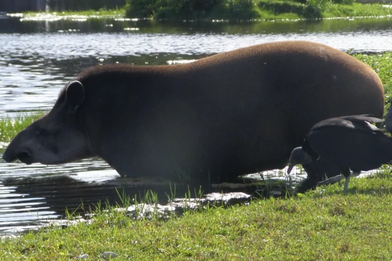 Anta maior animal da fauna brasileira